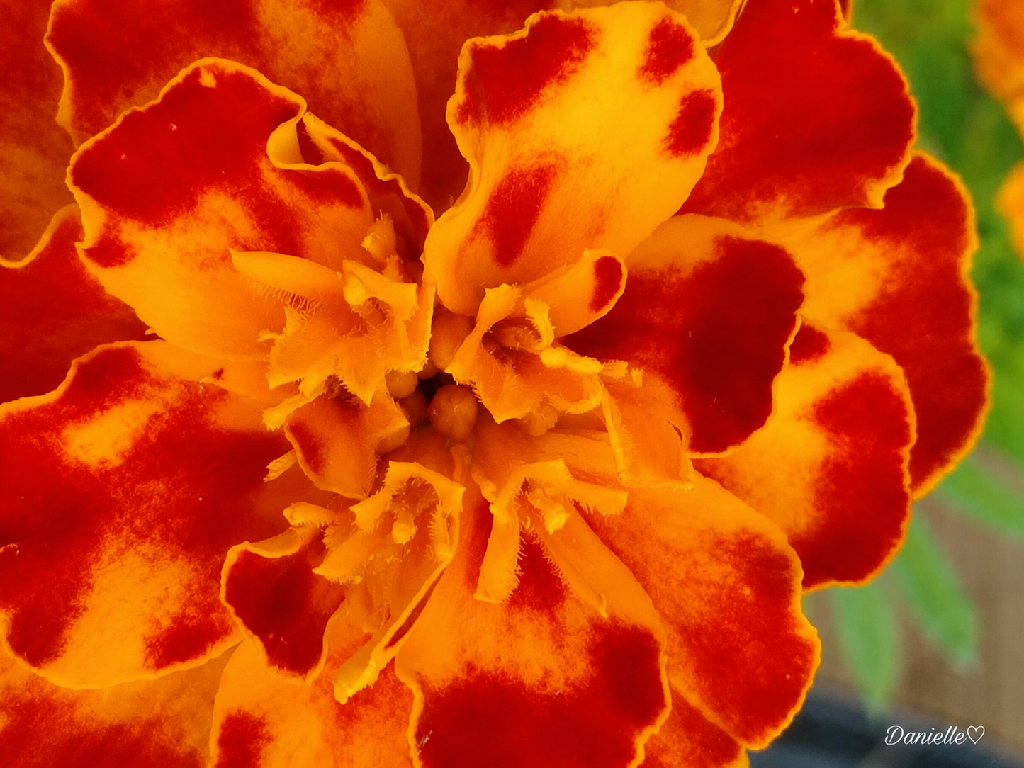Ember & Gold - Marigold Digital Print