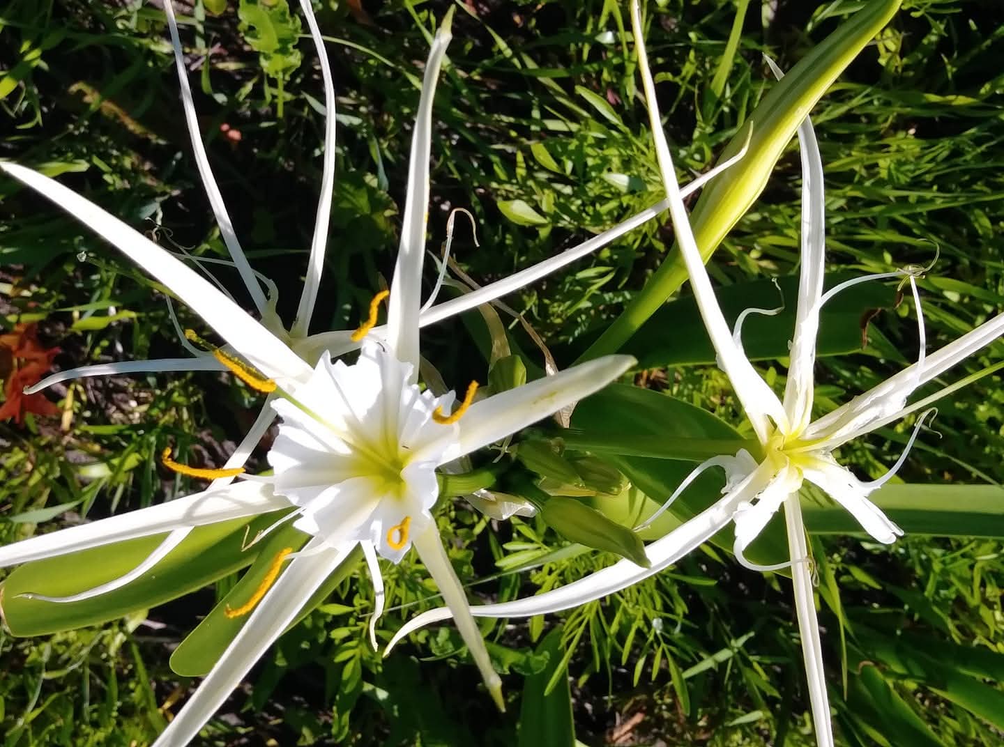 Nature's Constellation - Spider Lily Digital Print