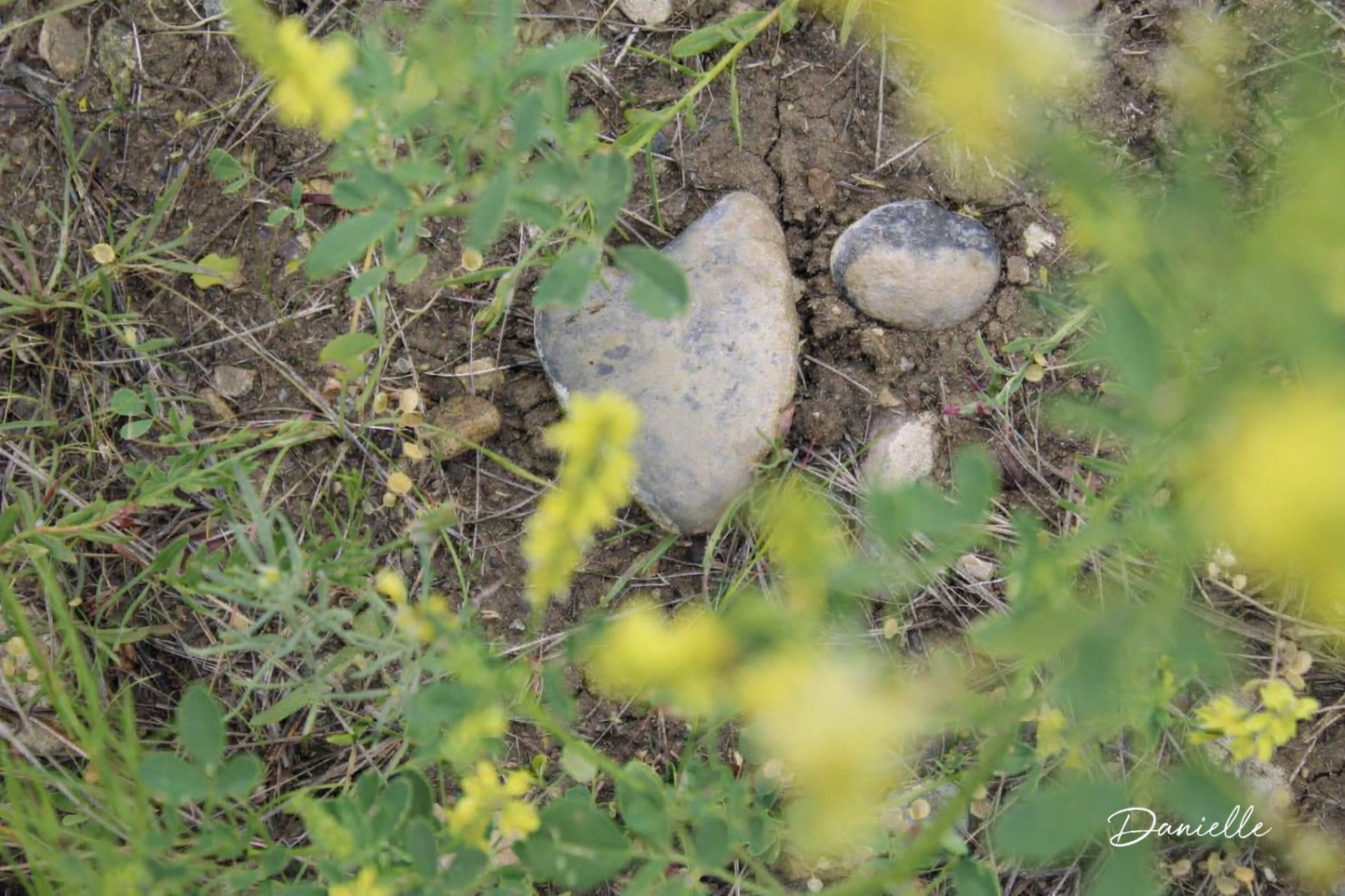 Nature's Heart - Wildflower Stone Digital Print