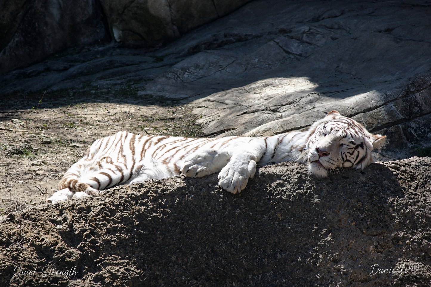 Quiet Strength - White Tiger Digital Print - Wildlife Wall Art