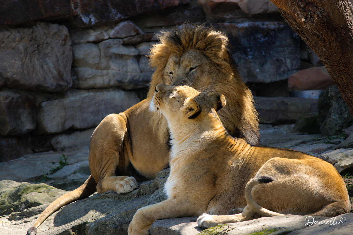 Wild Devotion - Lion Digital Print