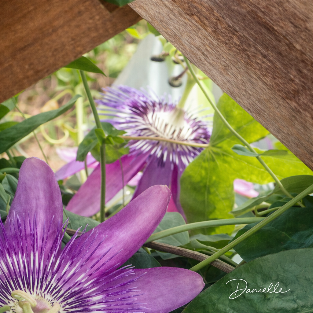 Through the Garden Gate - Passion Flower Digital Print