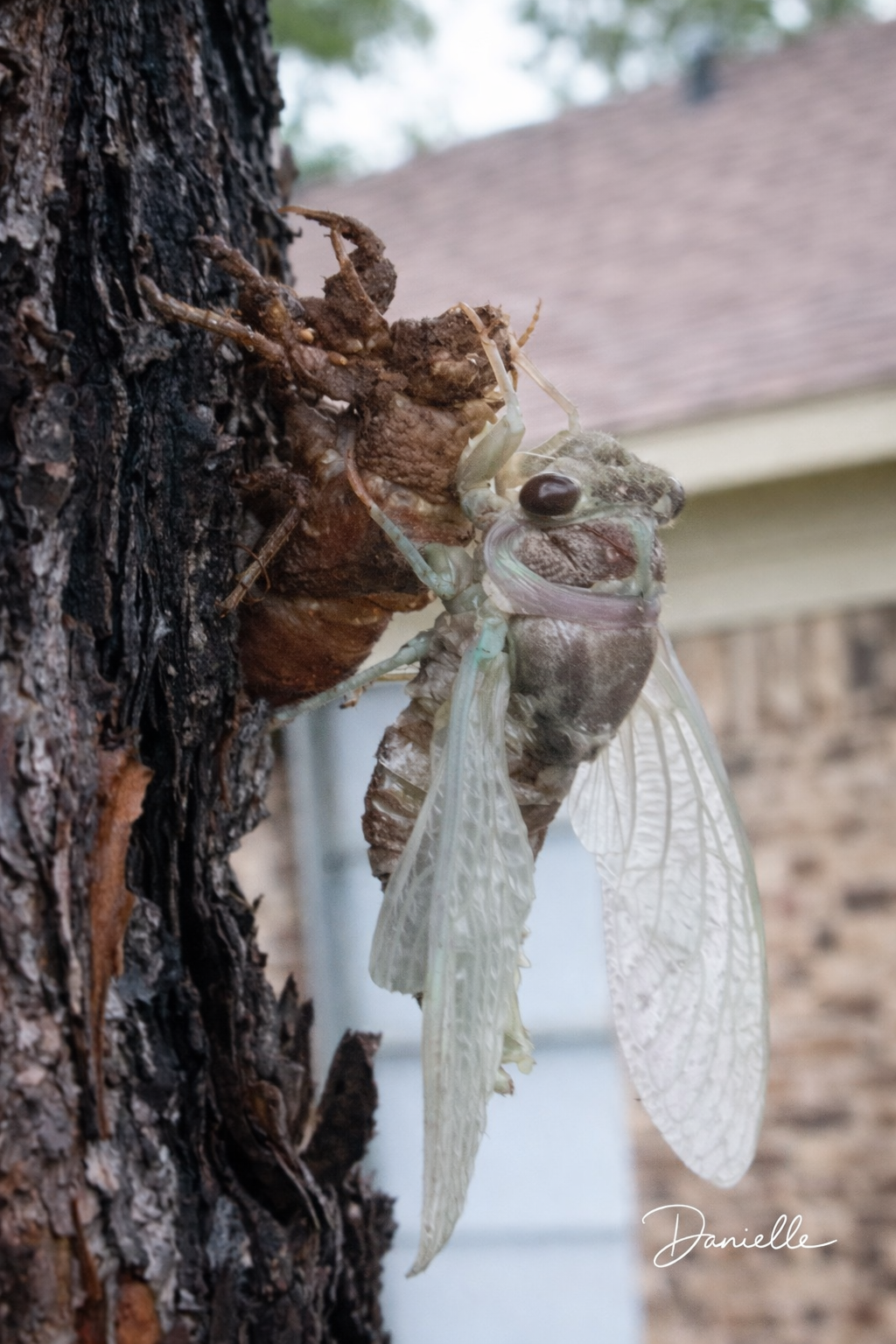 The Emergence - Cicada Macro Digital Print