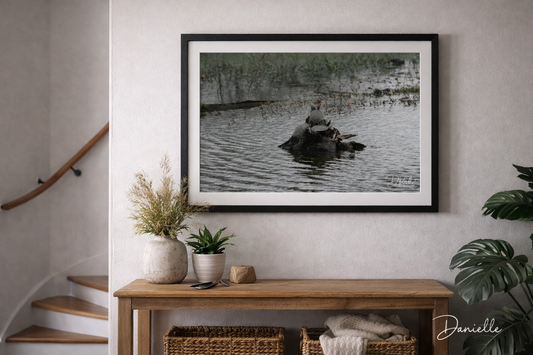 Still Waters - Turtles on a Log Digital Print