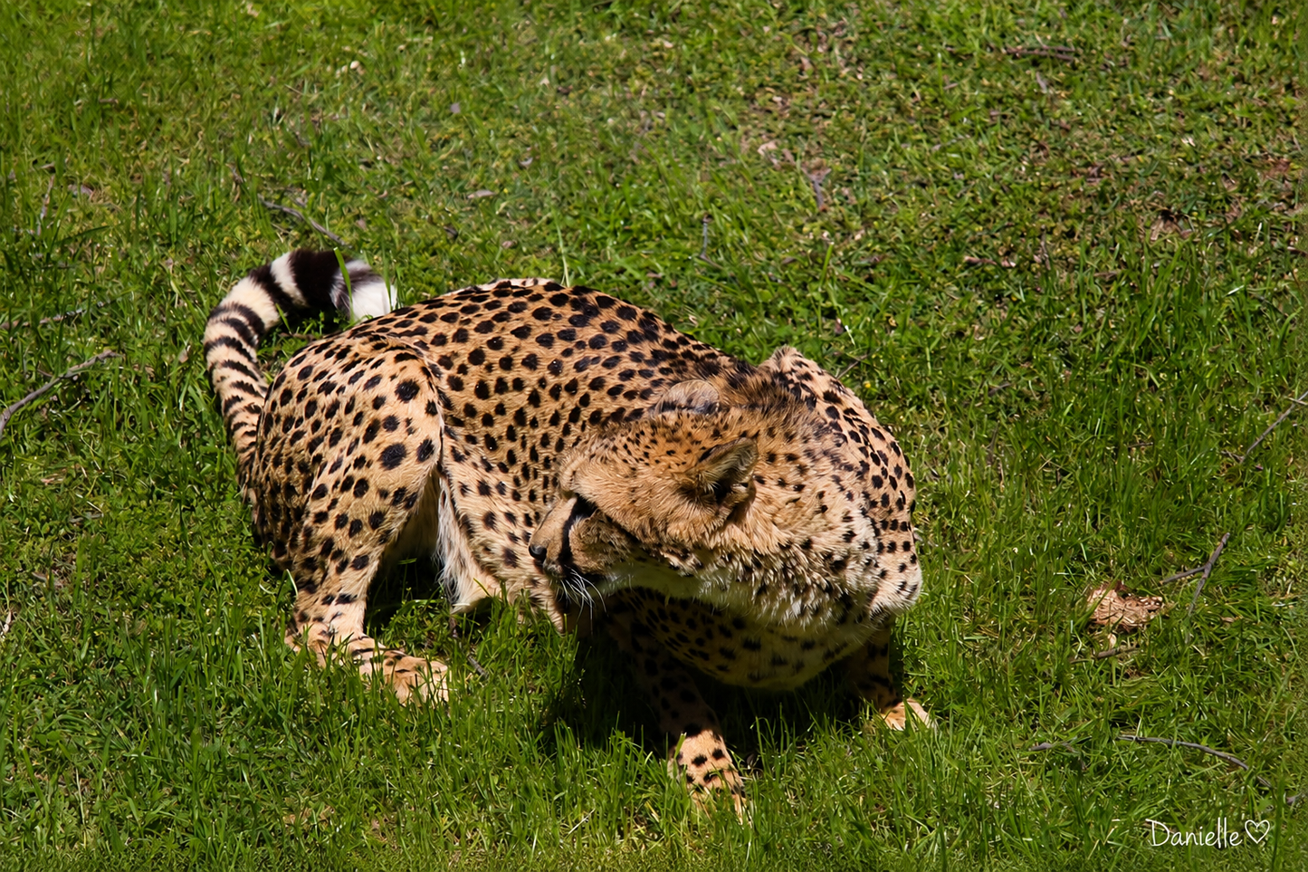 A Quiet Ferocity — Cheetah Digital Print | Wildlife Wall Art