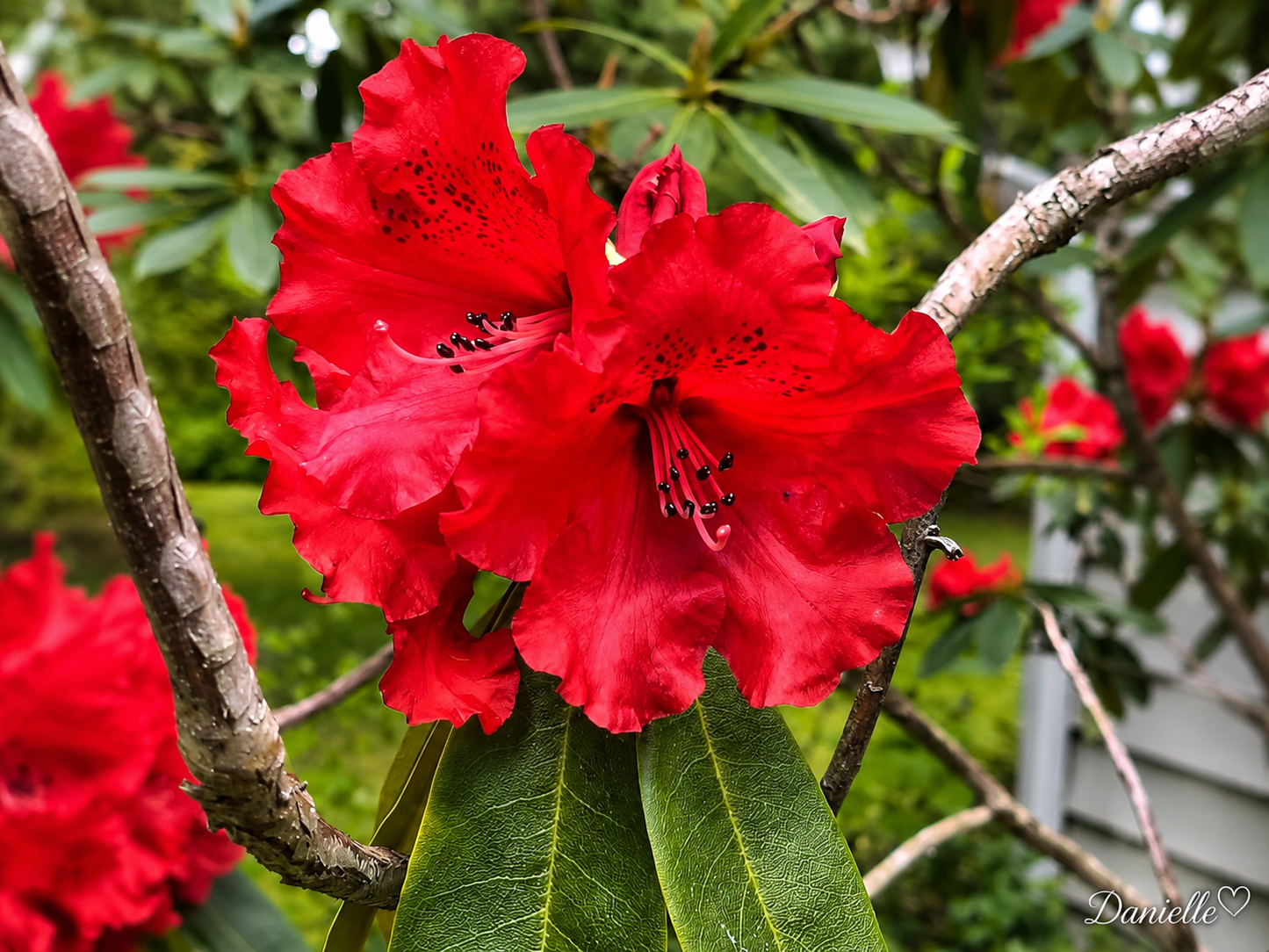 Unapologetic Red - Botanical Digital Print