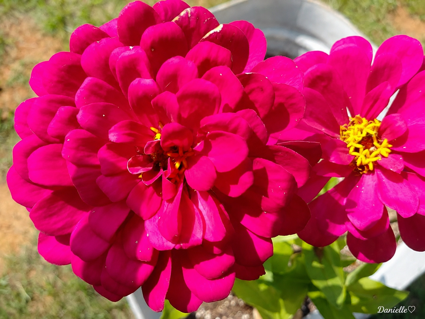 Garden Royalty - Zinnia Digital Print