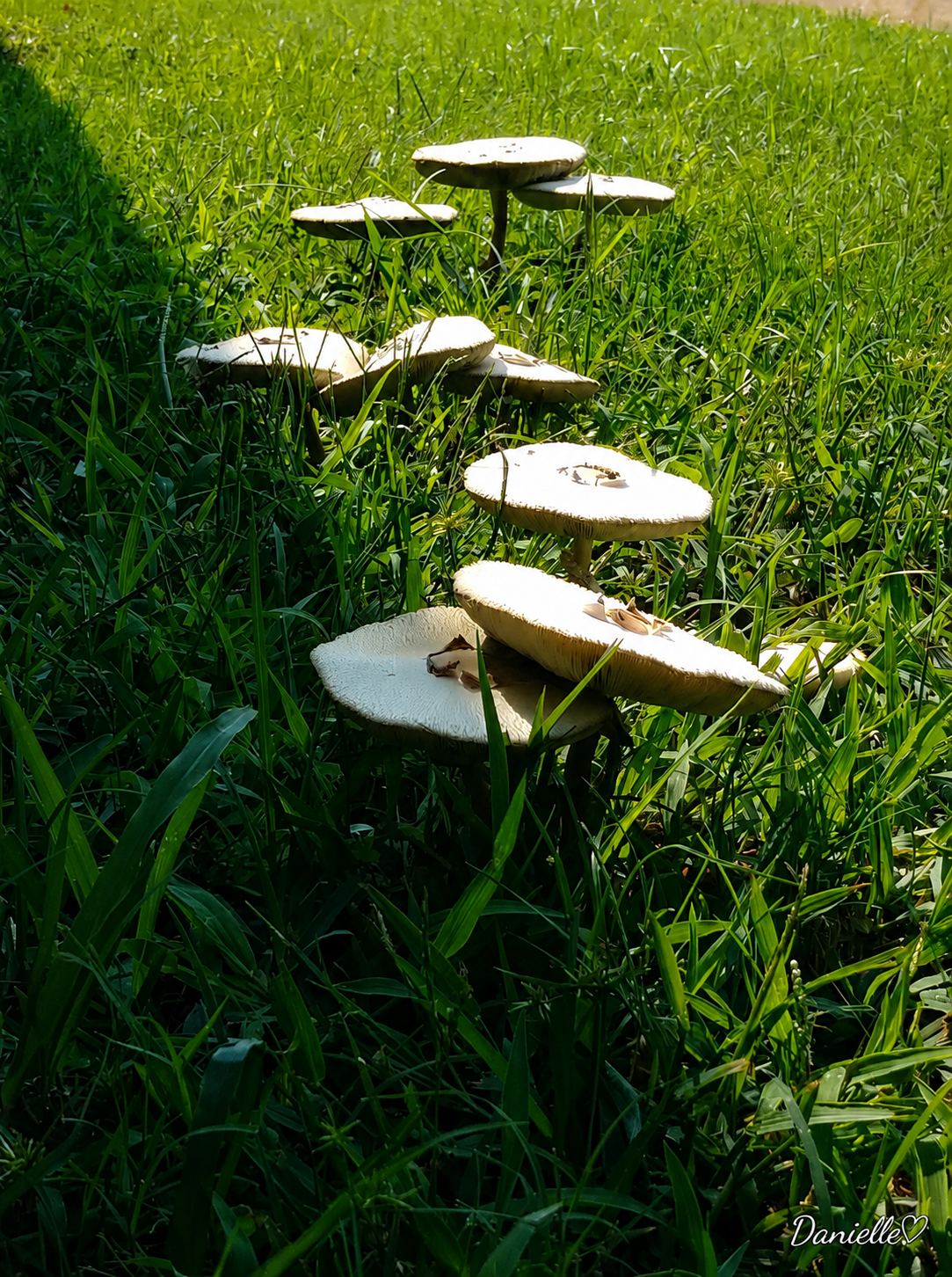 Nature's Staircase - Mushroom Digital Print