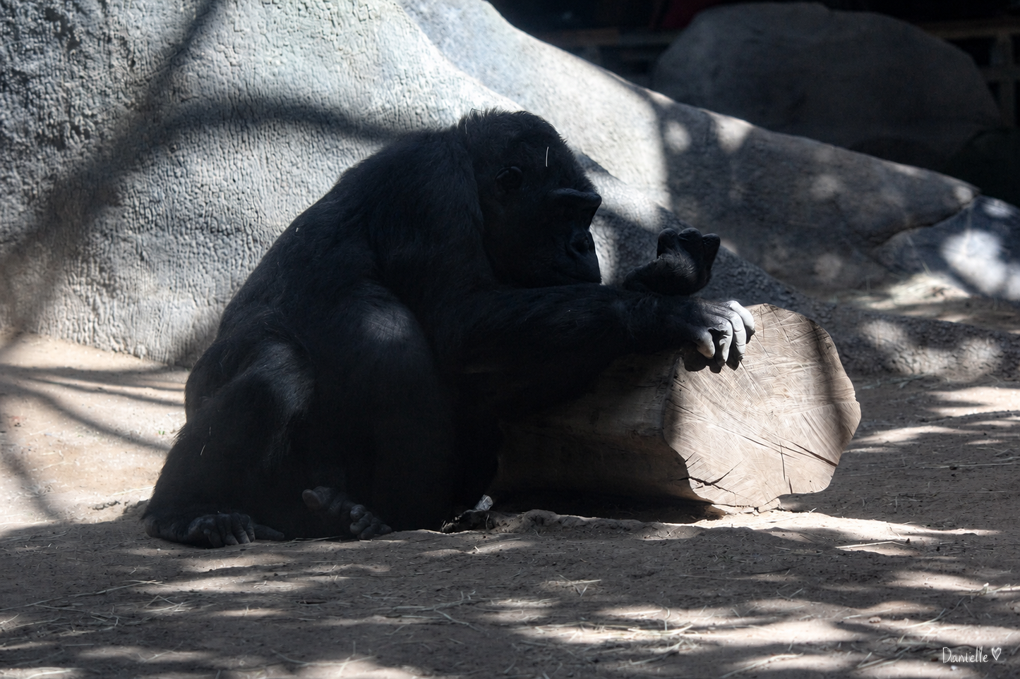 Silent Wisdom — Gorilla Digital Print | Wildlife Wall Art