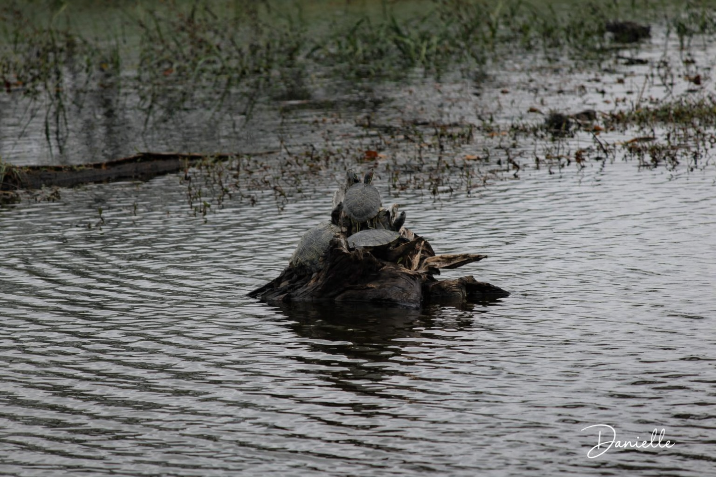 Still Waters - Turtles on a Log Digital Print