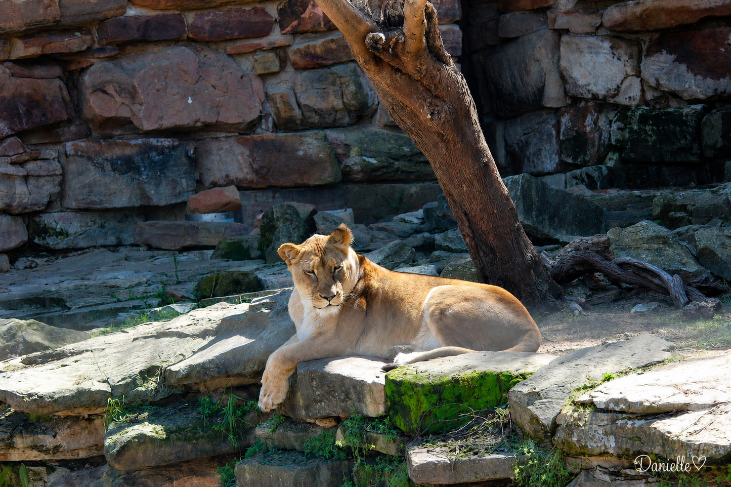 The Matriarch — Lioness Digital Print | Wildlife Wall Art