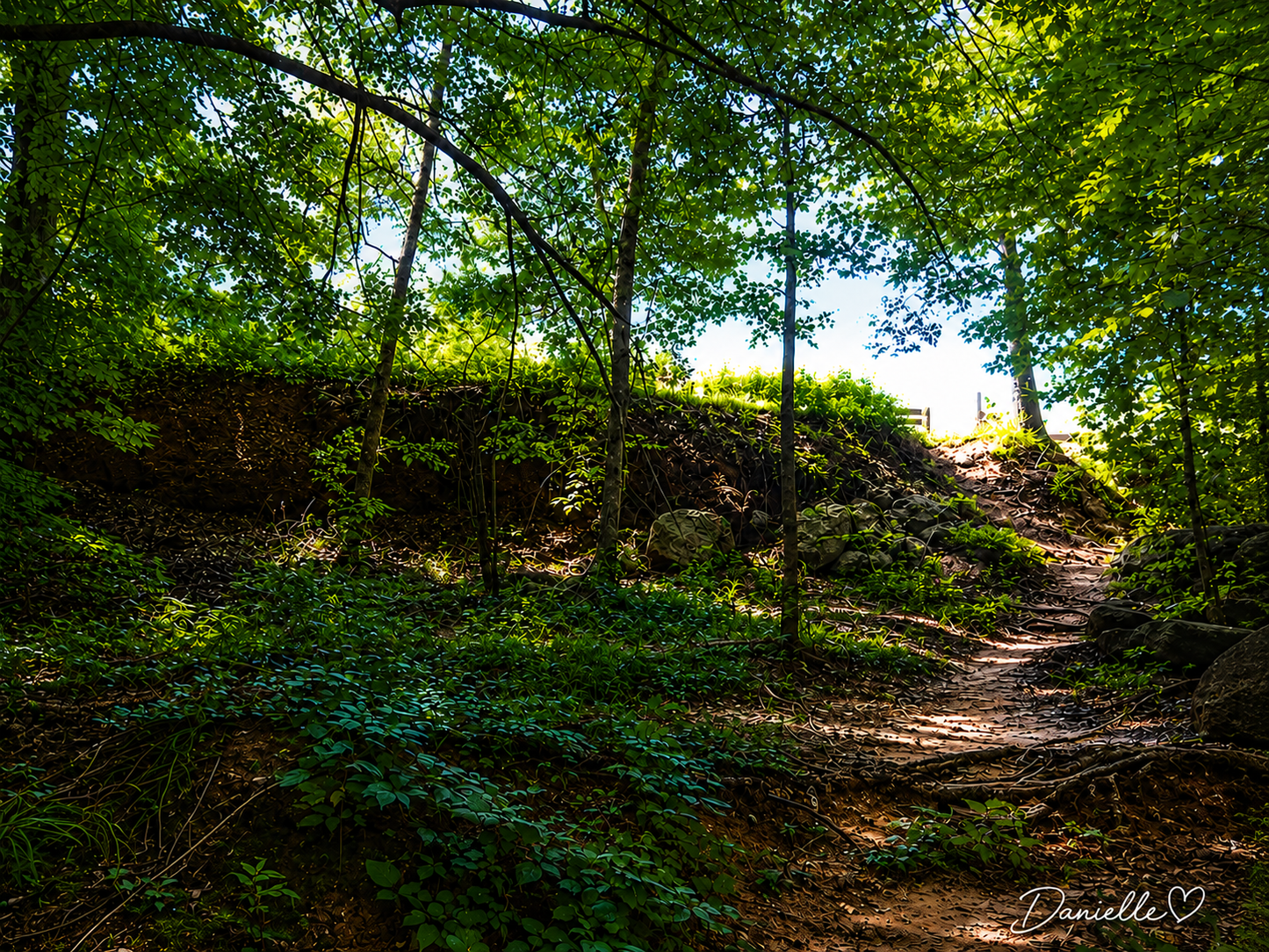 The Unhurried Path — Forest Trail Digital Print | Peaceful Nature Wall Art