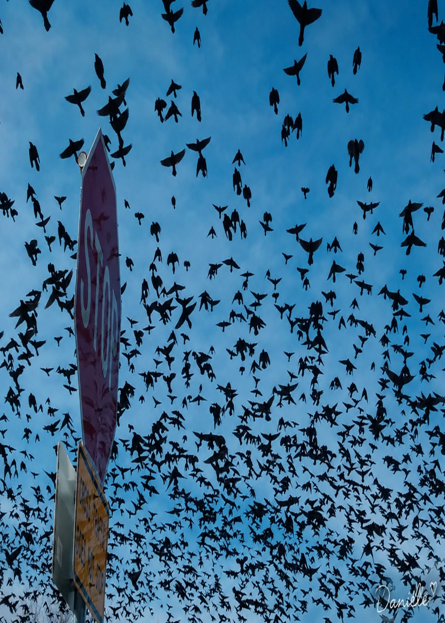 Unstoppable Momentum: Bird Murmuration Digital Print Collection